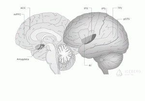Social Brain
