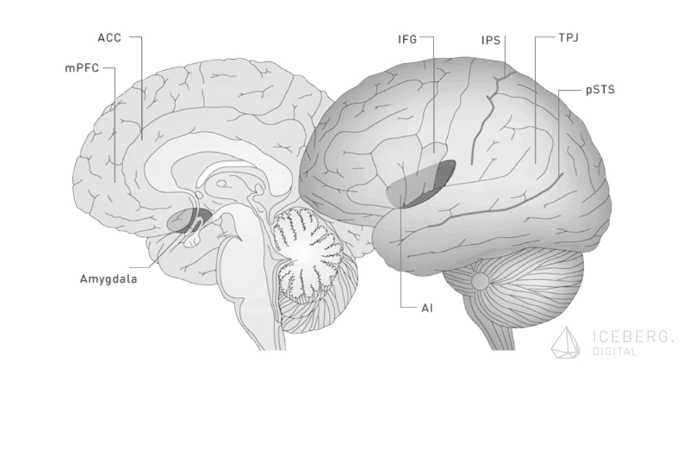 Social Brain